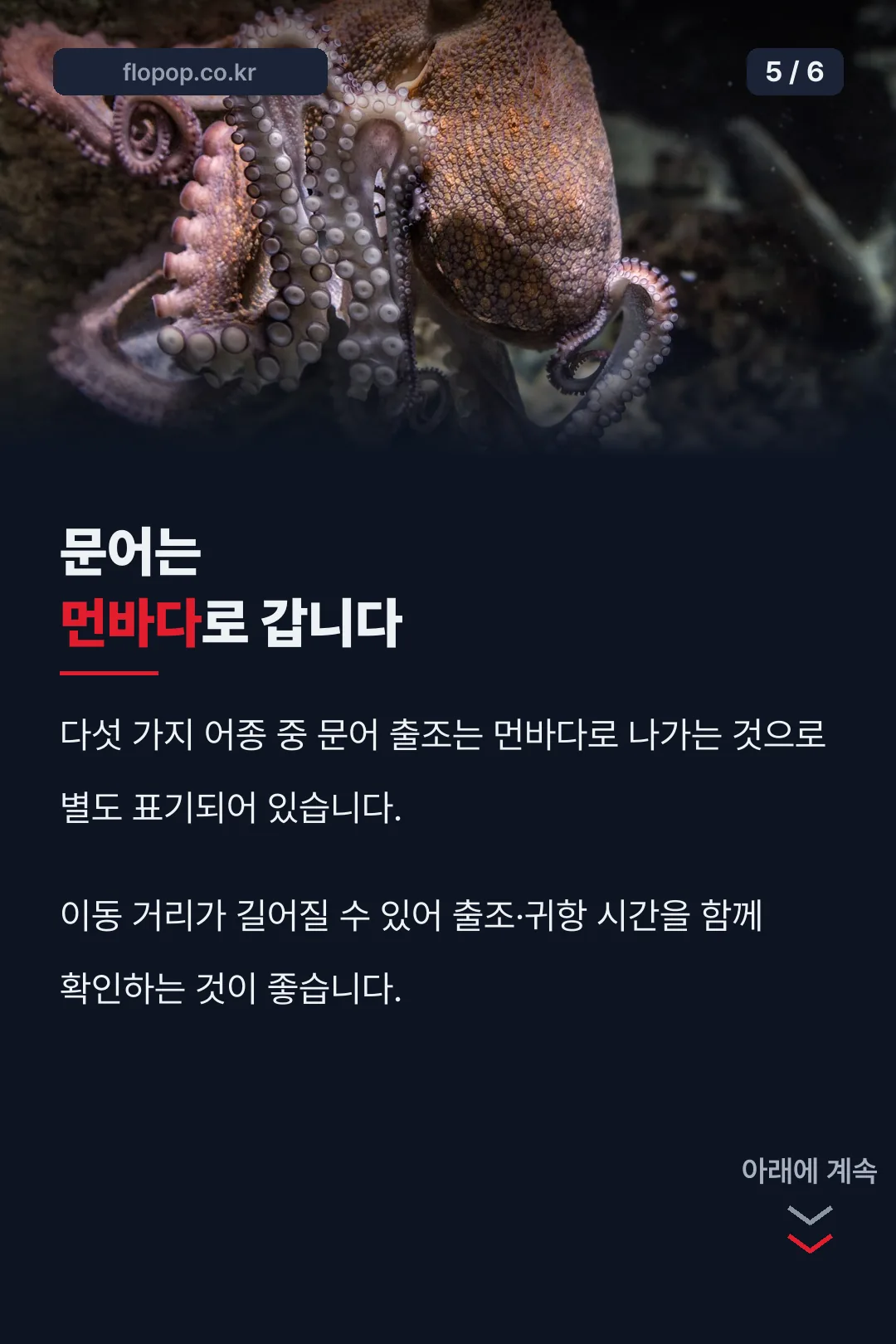 문어 먼바다 출조