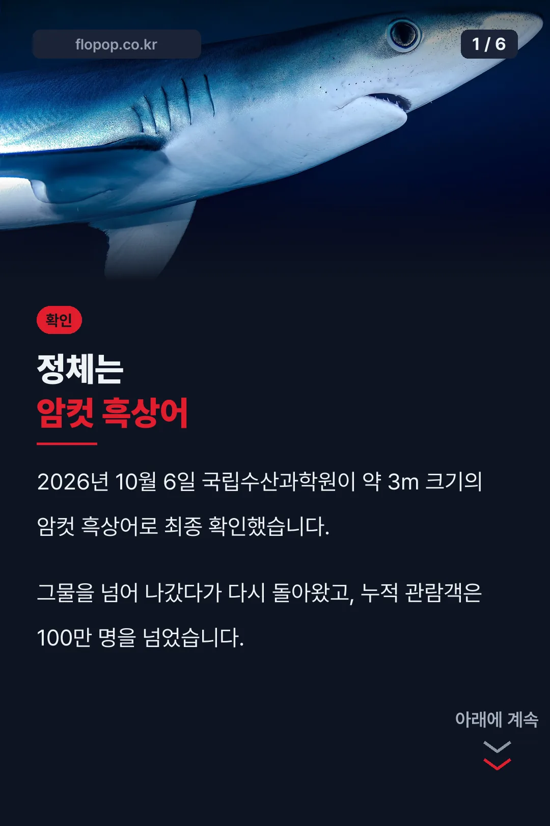 북항이 상어 흑상어 확인