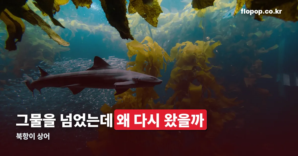 북항이 상어 정리 썸네일