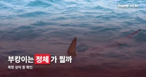 부산 상어 부캉이 열풍 정리 썸네일