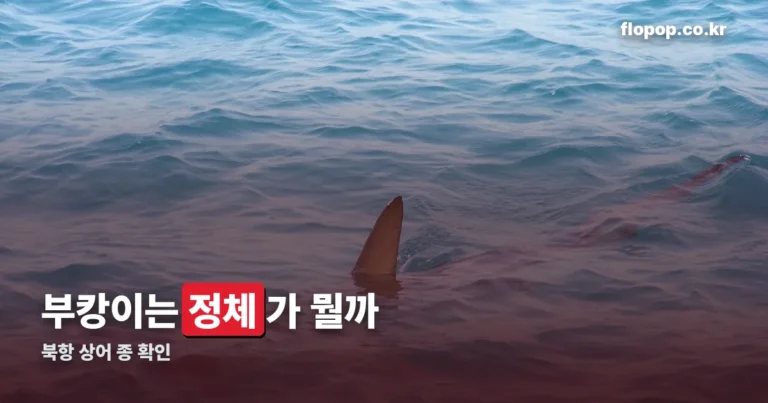 부산 상어 부캉이 열풍 정리 썸네일